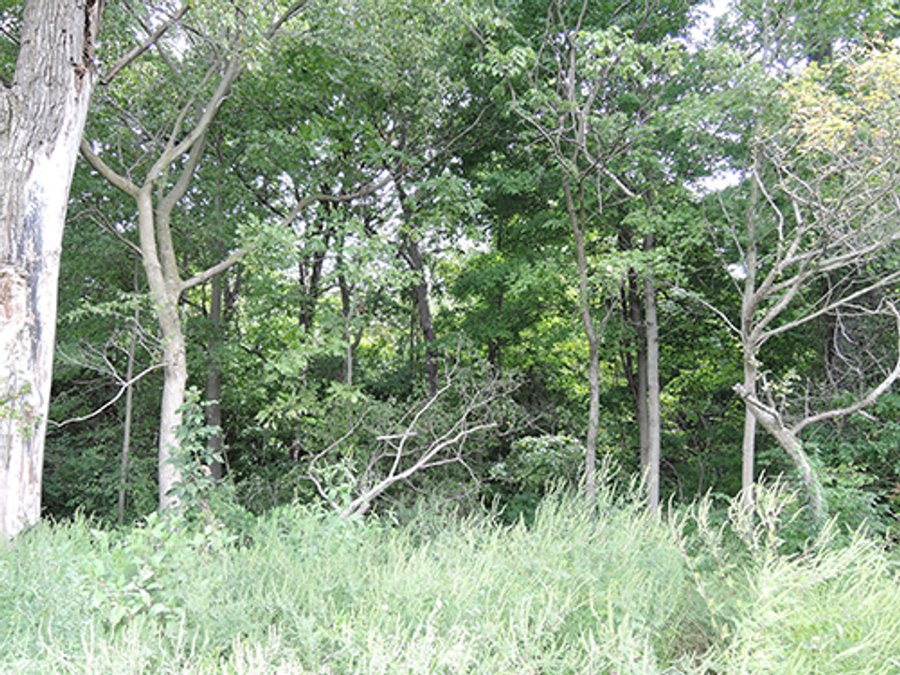 For sale: 27+/- Acres Recreational Land - New Cast;e
